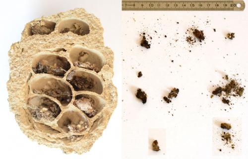 Delta unguiculatum